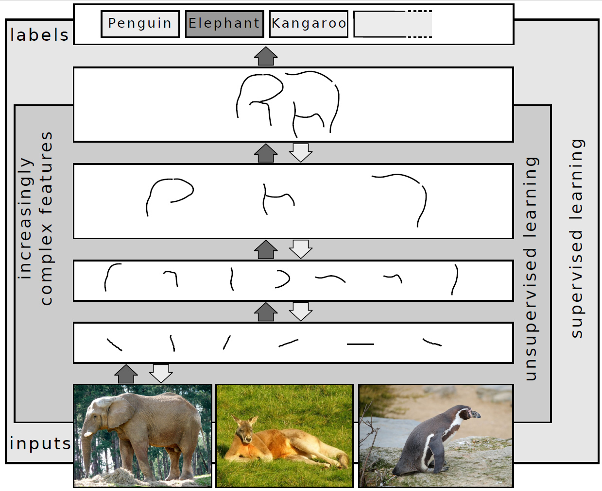 A diagram illustrating a neural network's supervised and unsupervised learning process with inputs of a penguin, elephant, and kangaroo, showing increasingly complex features leading to label classification.